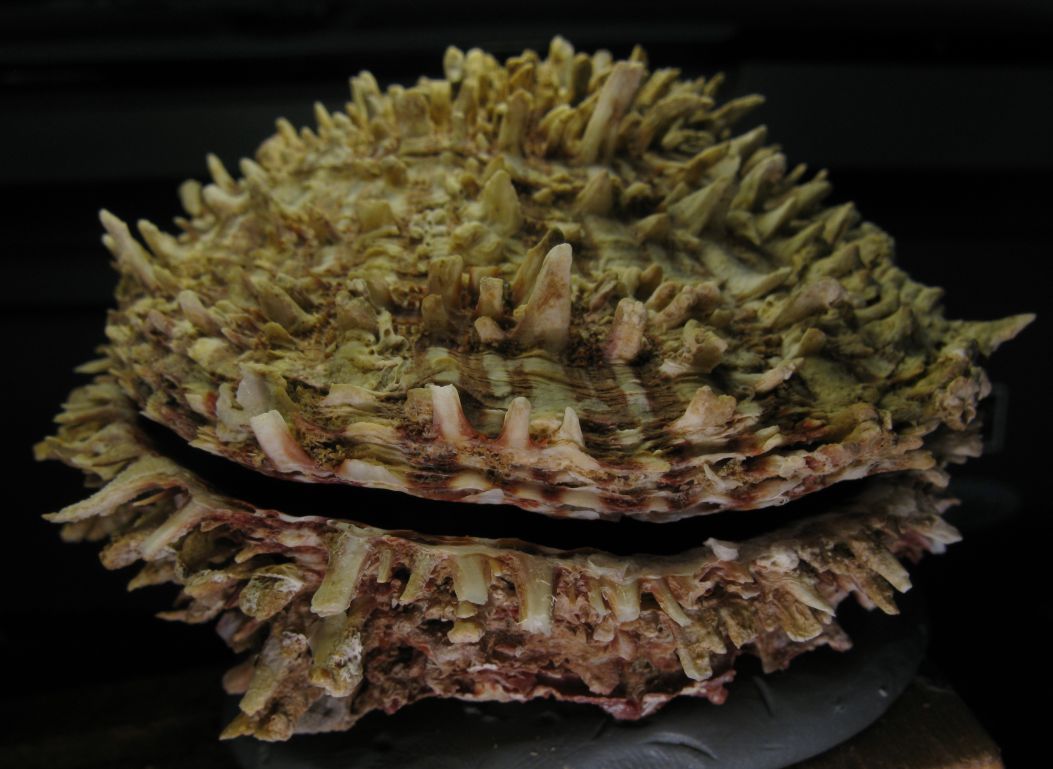 Spondylus spinosus (Schreibers, 1793)